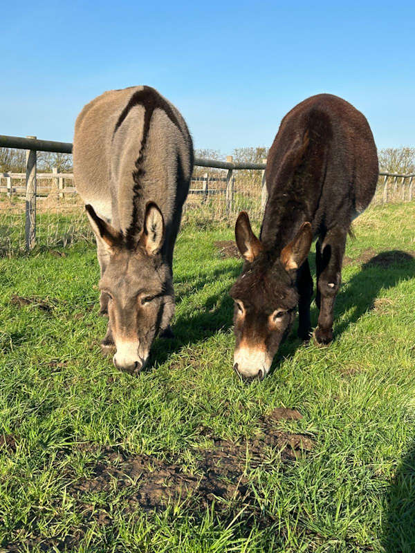 About us - donkey image