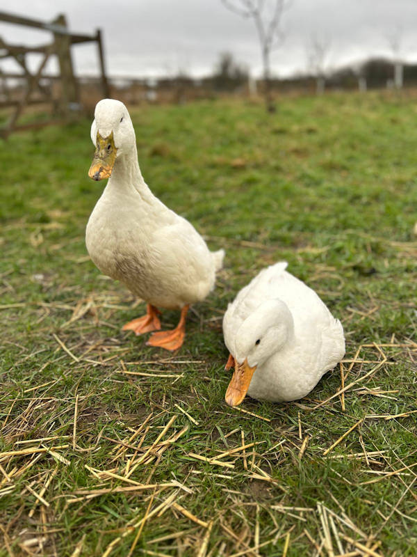 About us - duck image